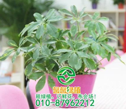 鸭掌木什么时候剪枝