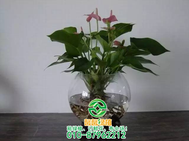 怎样将土栽花卉转变为水培花卉 如何将土栽花卉