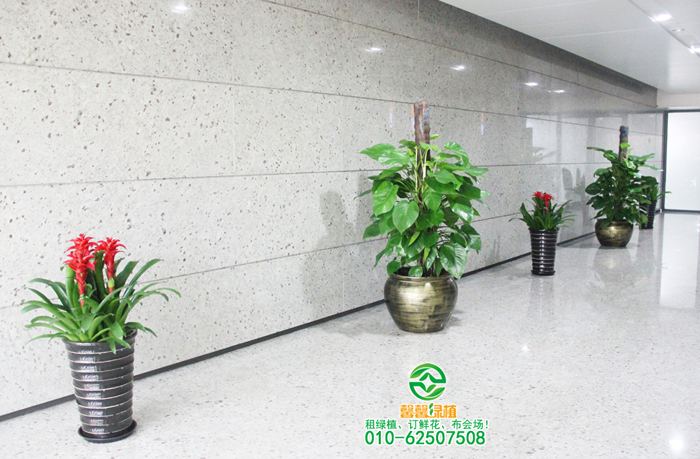 浅析植物租摆行业的现状及发展前景