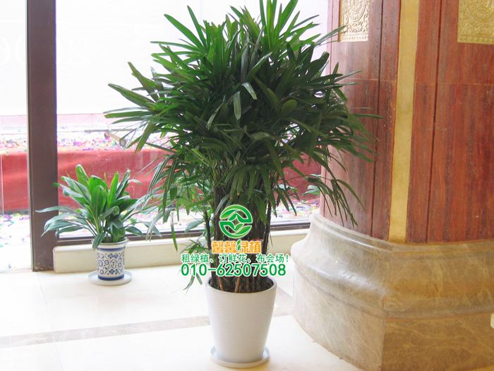 盆栽植物根部腐烂怎么处理
