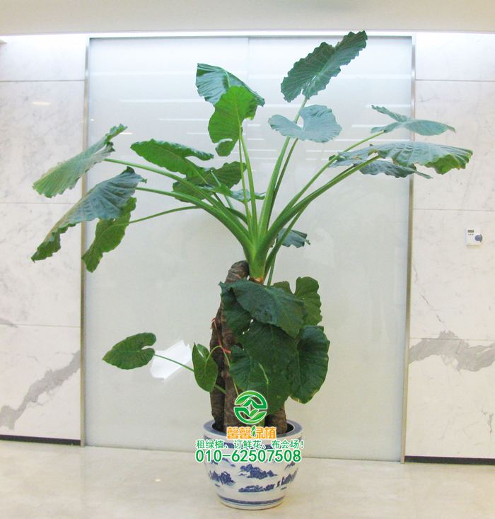教你检测绿植土壤，能避免烂根！