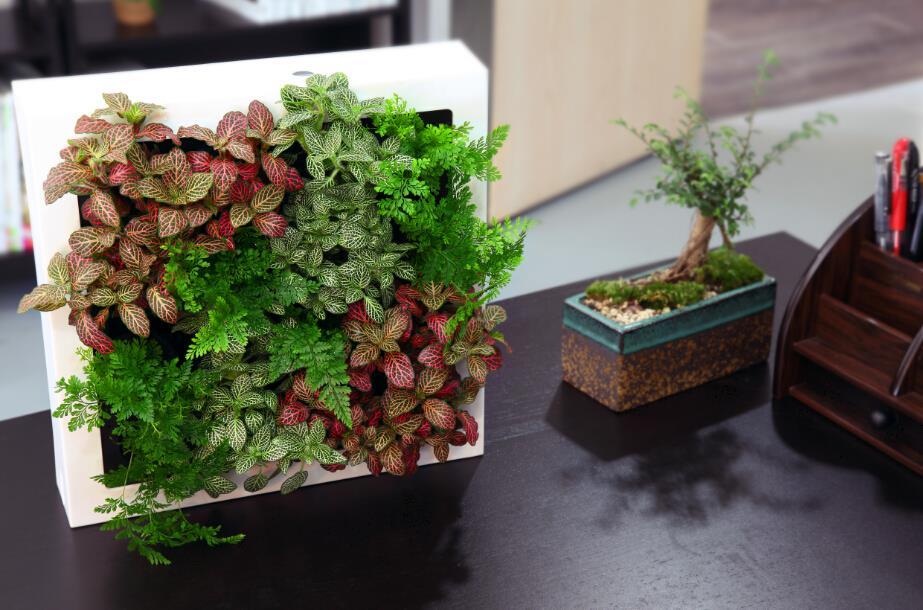 当绿色植物变成墙 你离大自然又近了一步