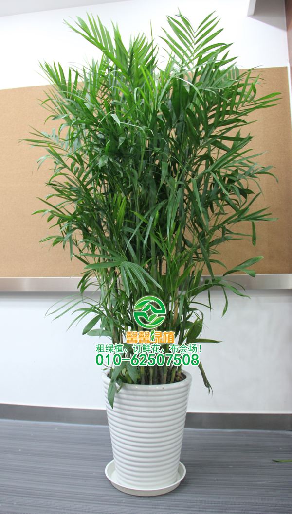 北京敬和绿植租摆公司教你如何养护桂花树