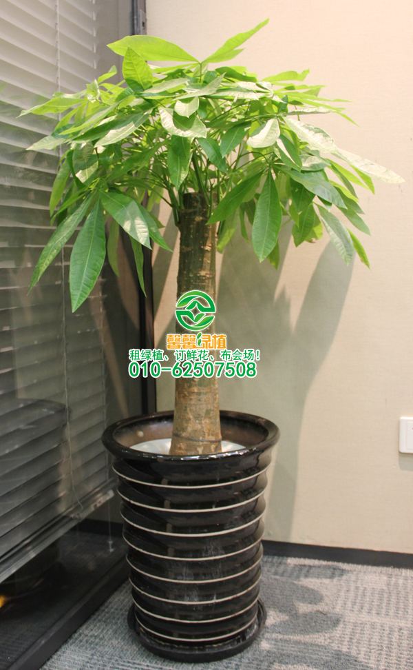 三分钟告诉你如何养好一棵发财树
