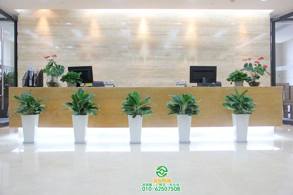 我们在哪里可以租用绿色植物？敬和专注绿