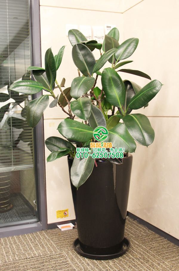 高大、美丽的室内植物和大型的绿色植物养殖方