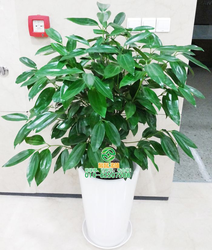 养好发财树做3件好事，粗壮的茎没有黄叶，10年